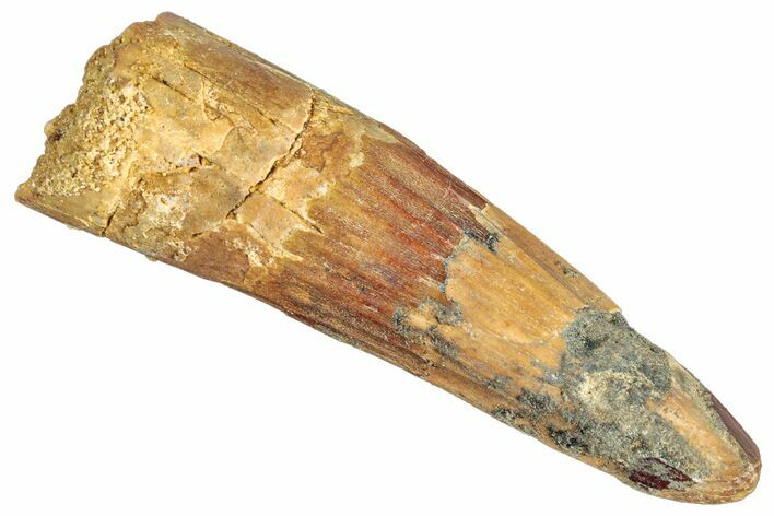 Fossil Spinosaurus Tooth - Real Dinosaur Tooth #268168